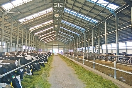 Здания ЛСТК | Спайдер-В® - Комплексы для крупного рогатого скота